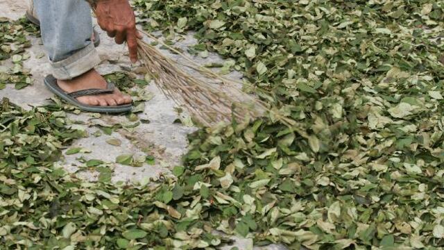 Cultivos de coca se reducen en Bolivia
