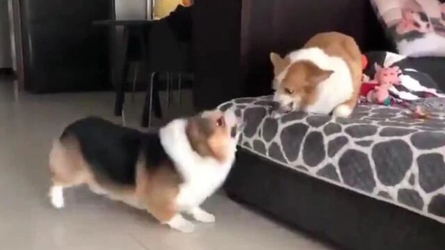 Dos perros se enfrascan en la pelea más tierna que verás en las redes sociales