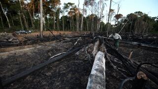 Reportan nuevos caminos de deforestación en Amazonía peruana