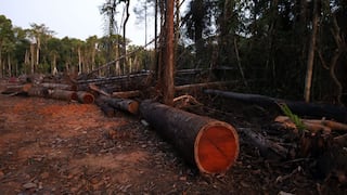 Más de 20,000 hectáreas de bosques se vieron afectadas por casos de deforestación en 2020
