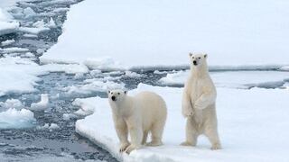 Cambio climático: Captan a oso polar hambriento obligado a cazar ballenas beluga en Canadá