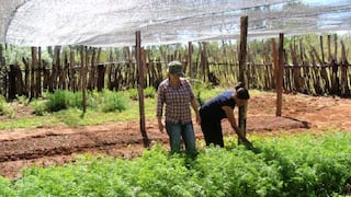Midagri destinó S/ 682 millones para financiar a pequeños productores del país