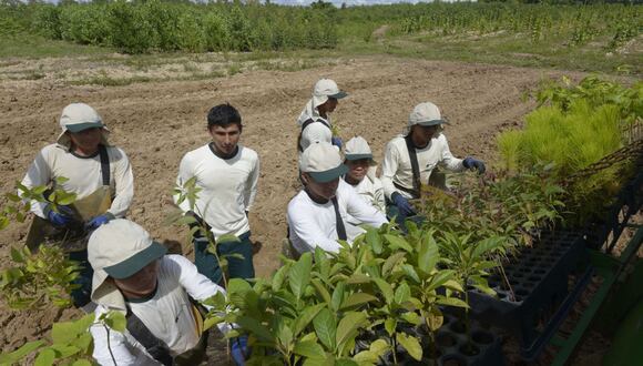 La agricultura familiar debe ser el eje central de la nueva estrategia agraria en Perú, según Benites (FOTO:GEC)