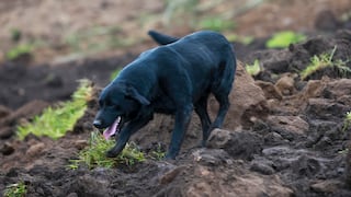 Perrito labrador excava para encontrar a su familia sepultada por derrumbe en Ecuador