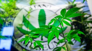Alemania legalizó el consumo recreativo de cannabis