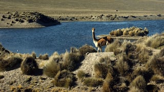 Arequipa: Denuncian caza furtiva de vicuñas en el distrito de Lari