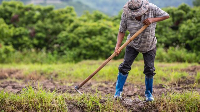 ¿Cómo impulsan a la economía los agronegocios del Perú?