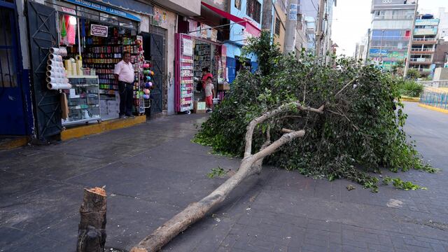 Indignación en La Victoria: Sujeto taló árbol de más de 20 años en horas de la noche