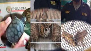 Policía rescata animales de la fauna y evita que sean vendidos en el mercado ilegal de 3 regiones