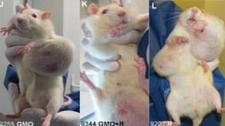 Tumores en ratas por transgénicos
