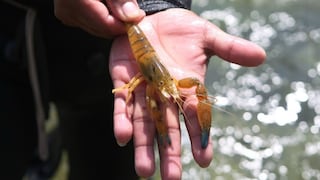Veda de camarón se inicia el 3 de enero en todo el país