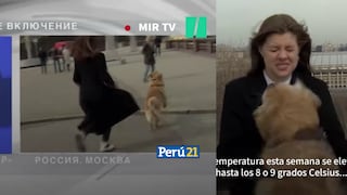 Perrito ladrón: El momento en que un can le robó el micrófono a una reportera en vivo [VIDEO]