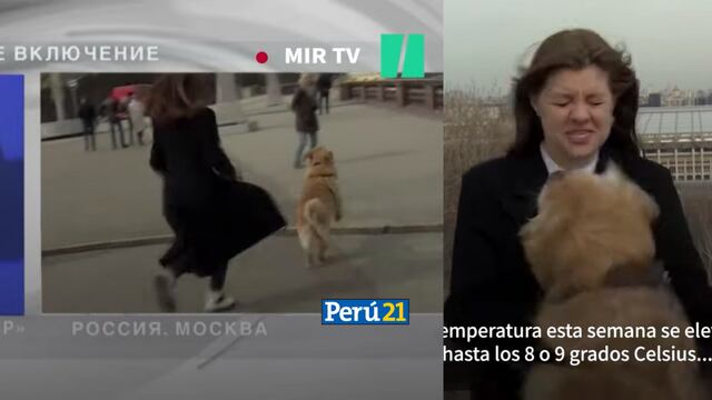 Perrito ladrón: El momento en que un can le robó el micrófono a una reportera en vivo [VIDEO]