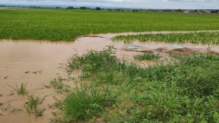 Más de 3 mil hectáreas de plátano y arroz continúan inundadas por desborde de río Tumbes