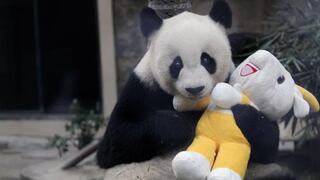 Se murió el panda más viejo del mundo [VIDEO]