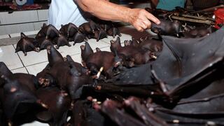 Los murciélagos, en el menú de Indonesia pese a los riesgos vinculados al coronavirus [FOTOS]