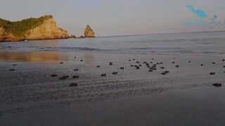 ¡La vida se abre paso! Nacen 97 tortugas carey en playa brasileña vacía por coronavirus [VIDEO]