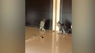 Gato sorprende con su reacción al verse en un espejo