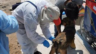 Arequipa: Van 23 casos de rabia canina y hay preocupación porque se presente casos en humanos | INFORME