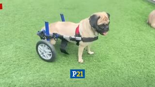 Caso ‘Dachi’: Perrita acuchillada deberá utilizar silla de ruedas para movilizarse