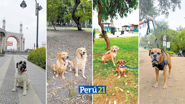 Espaciosos, perrunos y sin costo: Lugares para pasear a tu perro