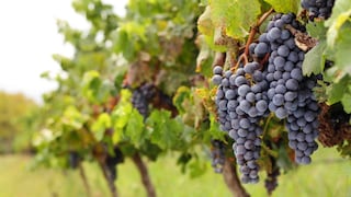 Perú supera a Chile y se convierte en el mayor exportador mundial de uvas