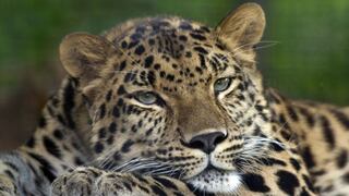 Día Mundial de los Animales: 7 especies en peligro de extinción
