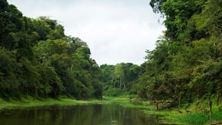 Banco Mundial financiará proyecto para recuperar 380,500 hectáreas de bosques degradados