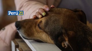 Chile evalúa proyecto de Ley para dar el día libre por la muerte de mascotas
