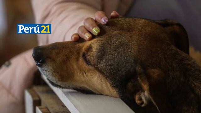 Chile evalúa proyecto de Ley para dar el día libre por la muerte de mascotas