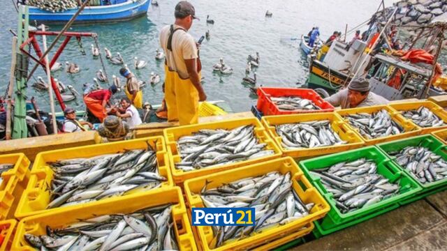 Exportaciones pesqueras perdieron US$ 594 millones por demoras en actualización de tallas de anchoveta