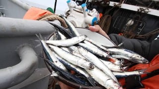 Este año se prevé una captura de 4,9 millones de TM de anchoveta 
