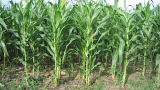 Cultivos de maíz amarillo aumentaron en 2.1 % durante primeros meses de la campaña agrícola