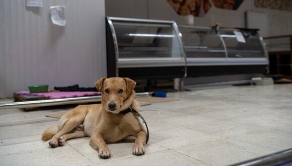 Mascotas rescatadas en Brasil. (Foto: EFE)