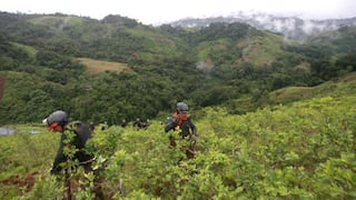 Perú espera erradicar 30 mil hectáreas de coca