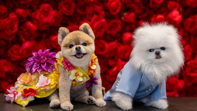 Perros protagonizaron la Pet Gala y vistieron igual a las celebridades de Hollywood | FOTOS 