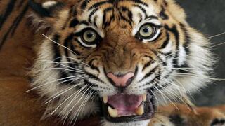 Tigre mató a su cuidadora en zoológico de Alemania
