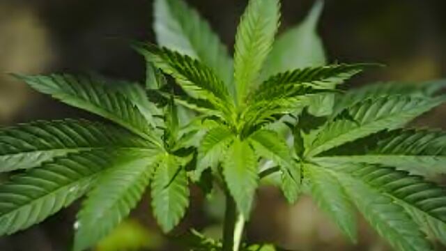 Estados Unidos planea reclasificar la marihuana como droga de bajo riesgo