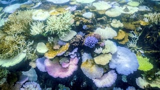 Australia: La Gran Barrera de Coral sufre el peor blanqueamiento jamás registrado