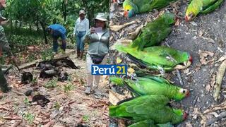 Ola de calor en México provoca muerte de animales: 78 monos saraguatos y cientos de aves muertos | VIDEO