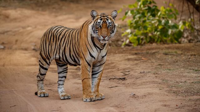 ¡Terrible! Tigres habrían mutilado a un hombre en un zoológico de Pakistán