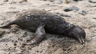 Derrame de petróleo: Sernanp reporta que a diario hallan cerca de 10 aves muertas en zona Islotes Pescadores