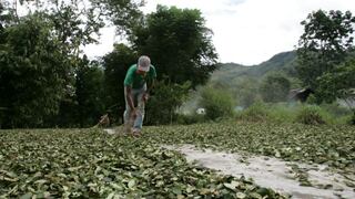 Prevén erradicar 22 mil hectáreas de hoja de coca en todo el Perú