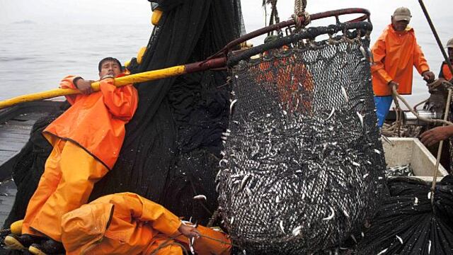 “Condiciones frías del mar son favorables para desarrollo de anchoveta”, según SNP