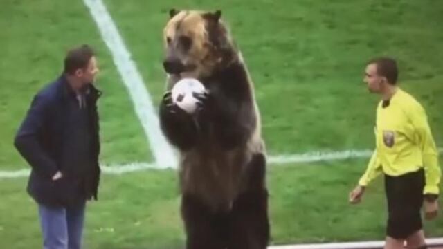 Un oso da el puntapié inicial de un partido en Rusia [VIDEO]