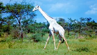 ¡Triste noticia! Dos jirafas completamente blancas, únicas en Kenia, fueron asesinadas por cazadores furtivos