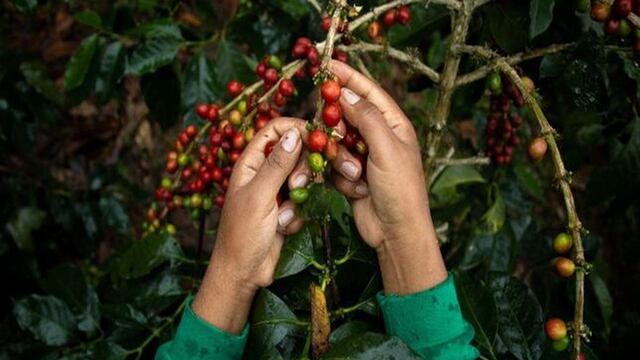 El 65% de plantaciones de café ya cumplió su ciclo
