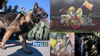 ¡Héroe de cuatro patas! Proteo, el perro rescatista mexicano que murió en Turquía tras salvar a dos personas