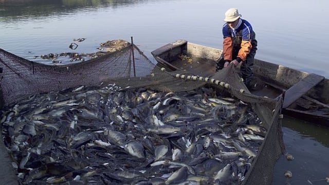 INEI: Sector pesca creció 280.4% en mayo, alcanzando la tasa más alta luego de 41 meses
