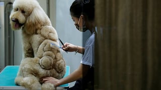 Estas estilistas de mascotas desatan furor con sus diseños en Taiwán [Fotos y video]